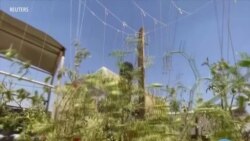 Syrian Refugees Learn Urban Farming