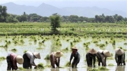 ဝါးခယ်မလယ်သမားတွေ မျိုးစပါးအတွက် ငွေချည်းဖို့ အခက်တွေ့