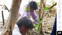 Thailand Steps Up Efforts to Reclaim Lost Mangroves