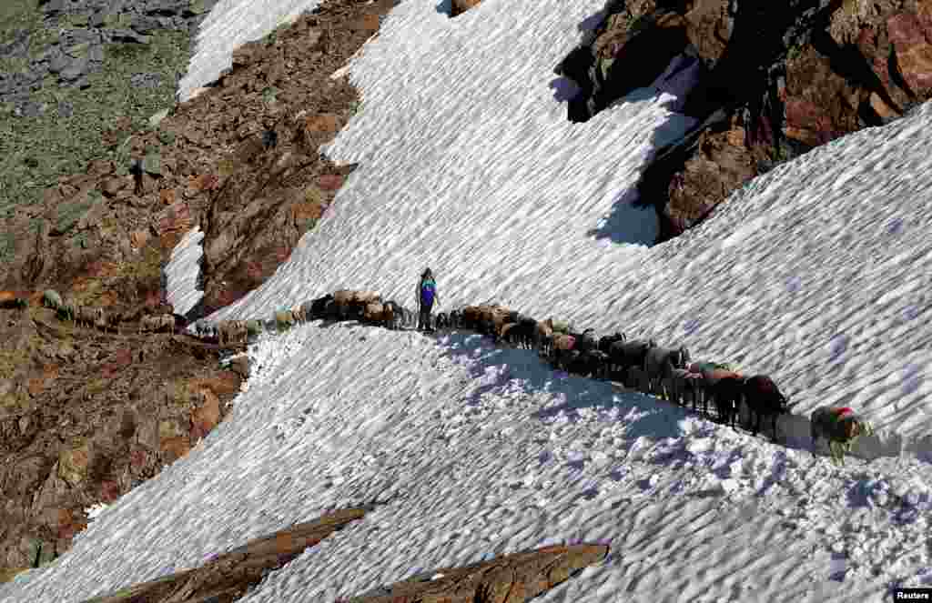 A shepherd guides sheep across a snow-covered field on their way up to the Alpine pass &quot;Hochjoch&quot; at 2,856 meters above sea level, in the autonomous region of South Tyrol, Italy.