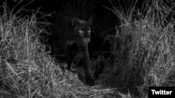 Rare, Elusive Black Leopard Caught On Camera In The Wild