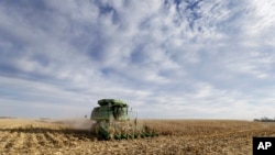 艾奥瓦州一家农场的玉米田（资料照）