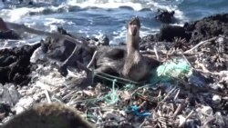 一步一个脚印 打击塑料污染