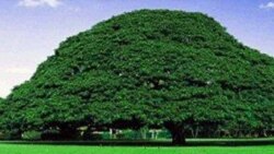 Marii araaraa ABO fi ODP