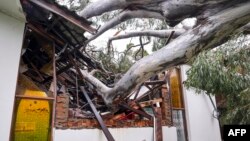 A tree uprooted by high winds lies in the rubble of a structure in Elanora, Australia, as Cyclone Alfred passed near the Gold Coast on March 8, 2025.