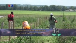 VOA Dunia Kita: Pertanian Berdampak Sosial (1)