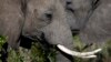 African elephants risk slaughter by poachers trying to obtain their tusks for the lucrative ivory trade.