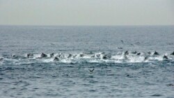 Killer Whales Attack Dolphins on Japan Coast