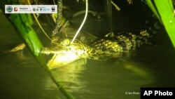 In this image released by Cambodian Environment Ministry and WWF, a Siamese crocodile swims in Srepok Wildlife Sanctuary of Cambodia's Eastern Plains, Mondulkiri province, Cambodia, on Sept. 13, 2021. (Cambodian Environment Ministry and WWF via AP)