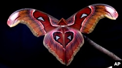 FILE - This photo 2022 photo provided by Samuel Timothy Fabian shows an Atlas Moth (Attacus lorquinii) used to test the interaction of flying insects with artificial light is photographed at Imperial College London. (Samuel Timothy Fabian via AP)