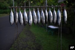 Tunas for sale hang on the side of the road in Teahupo'o, Tahiti, French Polynesia, Wednesday, Jan. 17, 2024. (AP Photo/Daniel Cole)