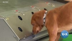 Military Dogs Train to Sniff Out Coronavirus