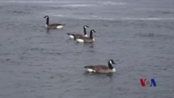 外籍劳工短缺，美国季节性企业生存艰难