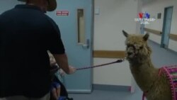 Ավստրալիայի Քվինսլենդի հիվանդանոց երկու ալպականեր են բերվել