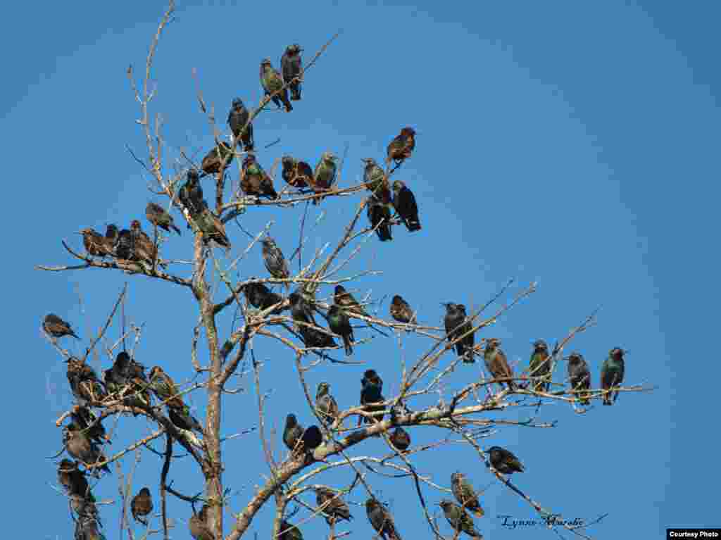 European Starlings, Illinois, 2012. (Courtesy of Lynne Marsho)