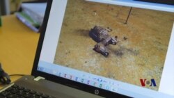 来自中国的需求危及南非驴生存