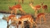 South Africa’s Game Parks Revived with Nearly Extinct Animals
