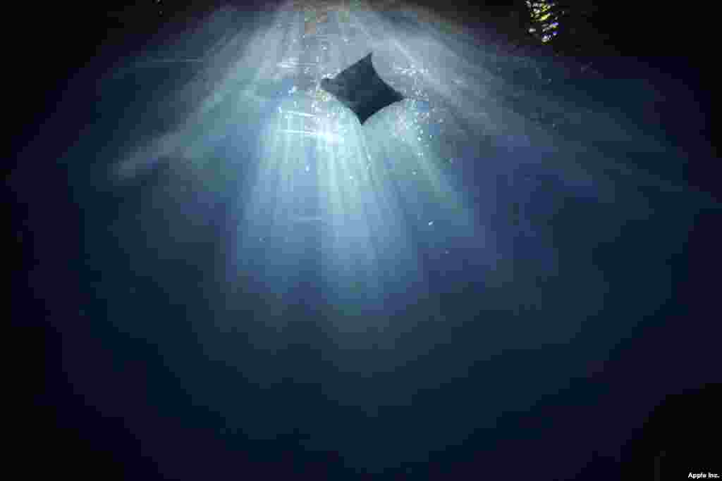 A manta ray swims in the Black Current sea tank at Okinawa Churaumi Aquarium in Motobu, on the southern island of Okinawa, Japan.