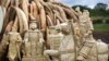 FILE - Confiscated ivory statues stand in front of one of around a dozen pyres of ivory, in Nairobi National Park, Kenya, April 28, 2016. A leading elephant conservation group said Wednesday, March 29, 2017 that the price of ivory in China has dropped as the country moves toward a ban on the legal trade of ivory this year. 