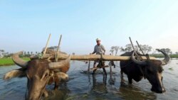 အခြေခံ စပါးဈေးနှုန်းနဲ့ လယ်သမားတို့ အကျိုးစီးပွား