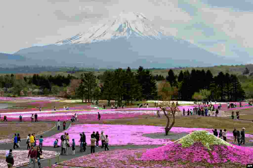 Para pengunjung menikmati kebun bunga di kaki gunung Fuji dalam festival Fuji Shibazakura di Fujikawaguchiko, Yamanashi, Jepang.