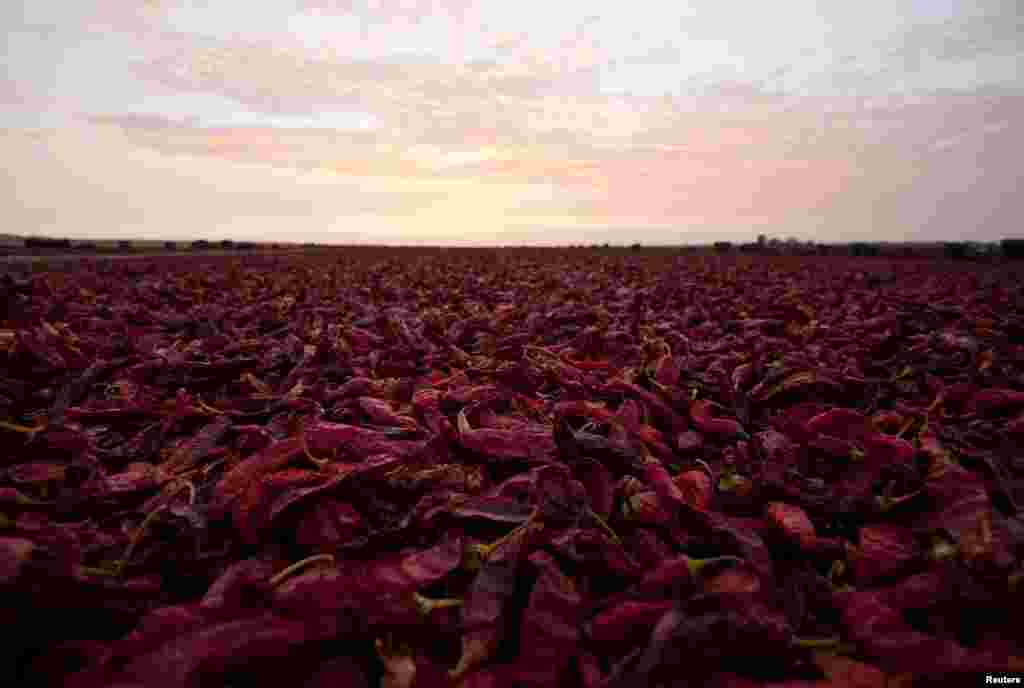 Cabe jenis paprika dikeringkan setelah panen di sebuah perkebunan menjelang matahari terbenam di pinggiran kota Ica, Peru.