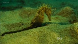 Abundance of Seahorses in Northeastern Greece Thrills Divers, Scientists