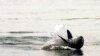 FILE PHOTO - An Irrawaddy dolphin, also known as the Mekong dolphin, swims in the river at Kampi village in Kratie province, 143 miles northeast of Cambodia, March 25, 2007. REUTERS/Chor Sokunthea
