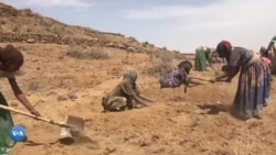 ክልል ትግራይ: ወፍሪ ምዕቃብ ሓመድን ማይ እንደርታ