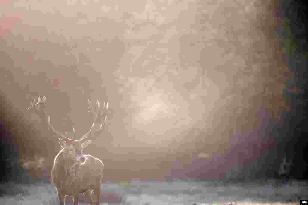 영국 런던의 리치몬드 파크에서 붉은 수사슴이 아침 해를 맞으며 서있다. 