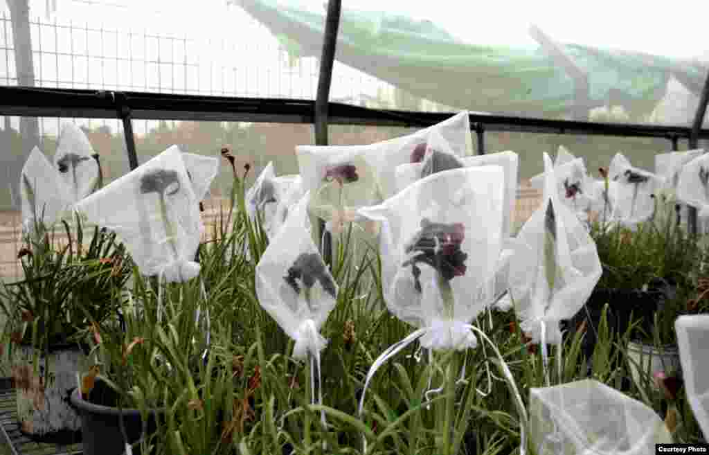 In this garden spot, known as the Temple of Iris, garden director Yuval Sapir and graduate students do research on irises. (Tel Aviv University Botanical Garden)