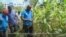 VOA60 Africa - Kenya: Smartphone app helps farmers identify disease and pests in their crops