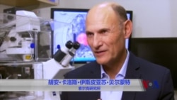 人体干细胞被成功植入猪胚胎