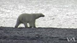 气候学家在世界北极熊日敲响了警钟