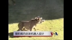 猎豹尾巴启发机器人设计