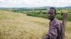 Experts say sub-Saharan Africa can be a major wheat producer. Credit: CIMMYT