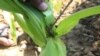 FILE - A farmer inspects a plant to reveal an armyworm he found feeding on his maize crop at a farm on the outskirts of Harare, Feb. 14, 2017. 