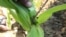 FILE - A farmer inspects a plant to reveal an armyworm he found feeding on his maize crop at a farm on the outskirts of Harare, Feb. 14, 2017. 