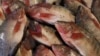 FILE - Fish are seen in a fish market near the canal of Port Said, Egypt, March 18, 2018.