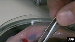 Регенерация конечностей: сказка или реальность?