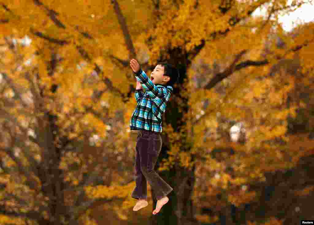 A six-year-old boy plays in front of yellow ginkgo leaves at a park in Tokyo, Japan.