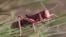 A locust devouring vegetation in Morocco, July 2004. ©FAO/Giampiero Diana