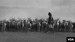 Intala karrayyuu horii tissitu(Footoo tana Rooba Bulgaatti kaasee VOA kenne)