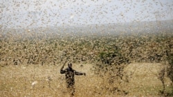 Midhaan Ija Tokko Kan Manaa Qabu Hin Jiru: Qonnaan Bulaa