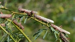 Keeniyaan Doolaara miiliyoona 2.3 weerara Hawaannisaa to’achuuf ramadde