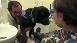 治疗犬帮助自闭儿童缓解就医焦虑