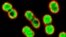 Multi-drug-resistant, gram-negative rod bacteria Acinetobacter baumannii being killed by azithromycin (green) in the presence of a human antimicrobial peptide naturally present at infection sites. (Credit: UC-San Diego School of Medicine)