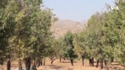 شکایت باغداران دایکندی از دزدی حاصلات شان توسط معتادان