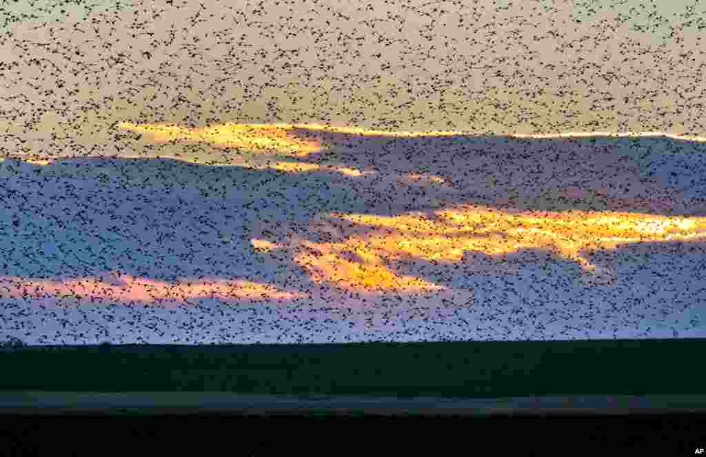 A large flock of starlings fly illuminated by the setting sun near Bacau, north eastern Romania, Dec. 10, 2013.
