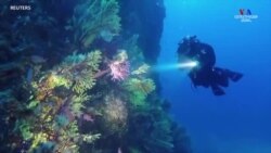 Փարիզյան առցանց նորաձևության շաբաթ, ստորջրյա կյանք առանց մարդկանց. մի փոքր ժպիտ